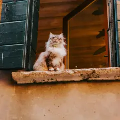 Un soffice gatto si affaccia da un vasistas, osservando il mondo con curiosità.