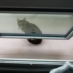 Gatto curioso guarda fuori da una vasistas aperta. Soluzione fai da te per la protezione dei gatti.