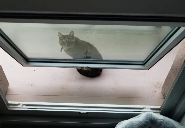 Gatto curioso guarda fuori da una vasistas aperta. Soluzione fai da te per la protezione dei gatti.
