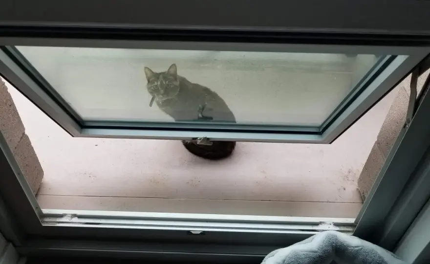 Protezione vasistas per gatti fai da te - guida pratica