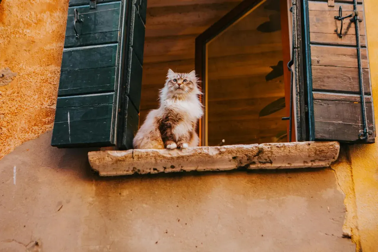 Un soffice gatto si affaccia da un vasistas, osservando il mondo con curiosità.