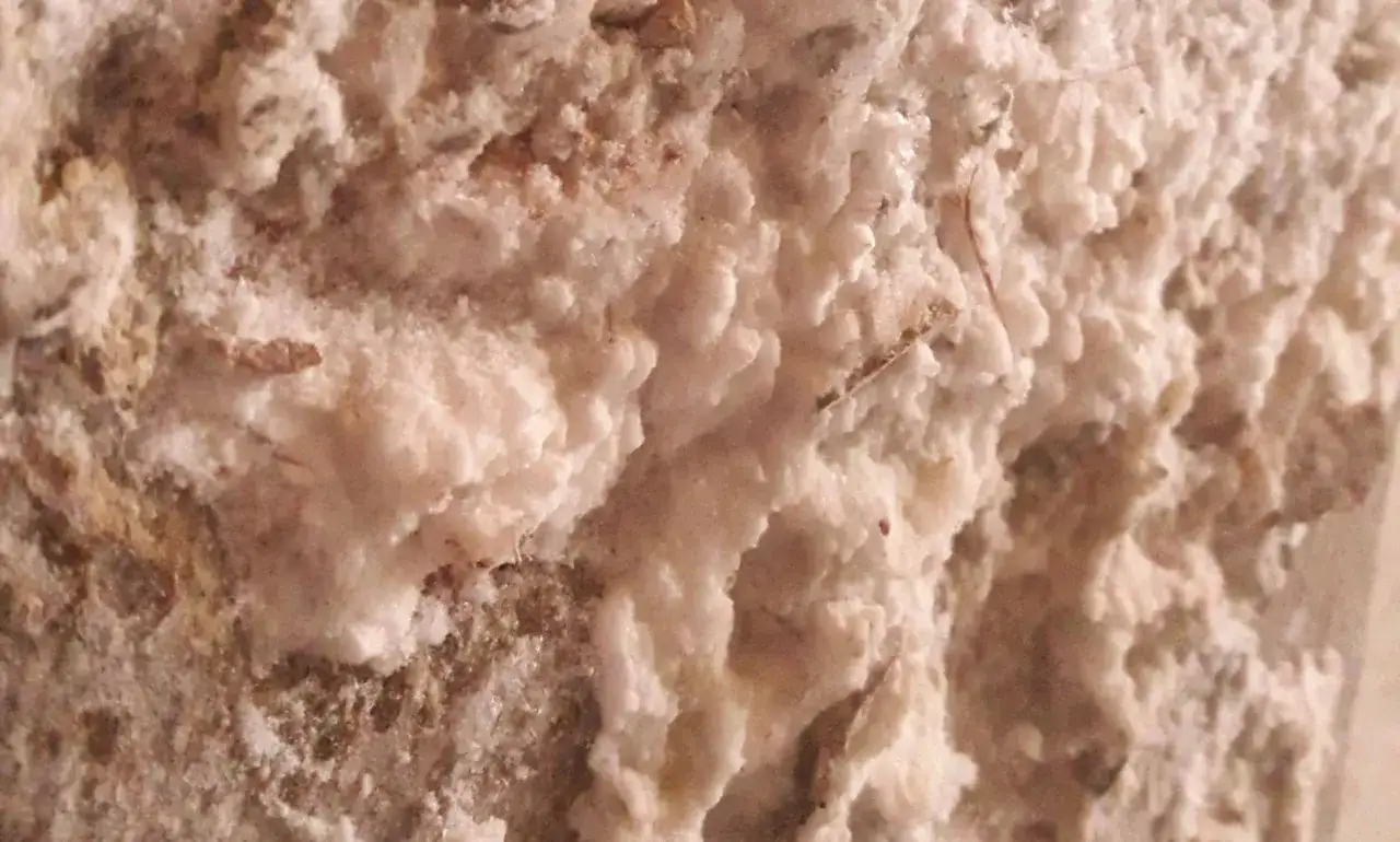 Dettaglio di muffa bianca sui muri, con texture ruvida e irregolare, che suggerisce un ambiente umido e trascurato.