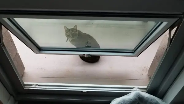Gatto curioso guarda fuori da una vasistas aperta. Soluzione fai da te per la protezione dei gatti.